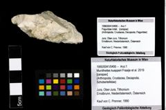 Foto (Objekt + Etiketten) von Munitheites kuepperi (Fraaije et al., 2019) 